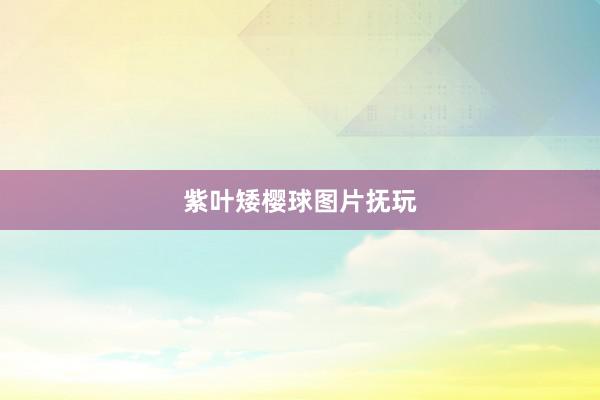 紫叶矮樱球图片抚玩