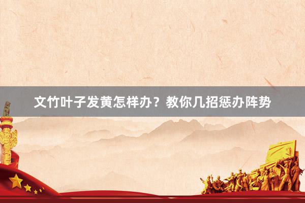 文竹叶子发黄怎样办？教你几招惩办阵势